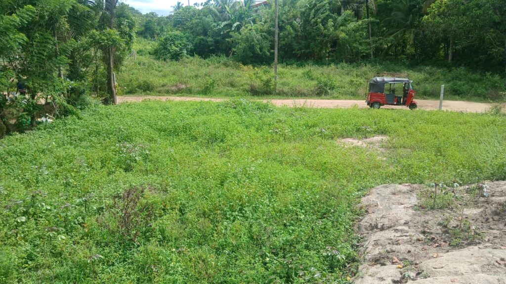 Land Image 2