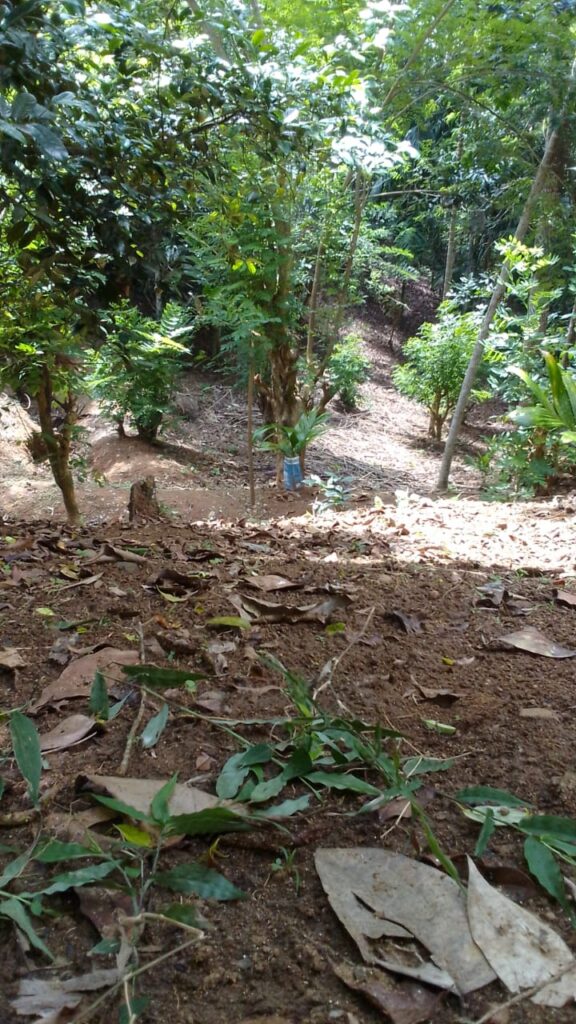 Land Image 2