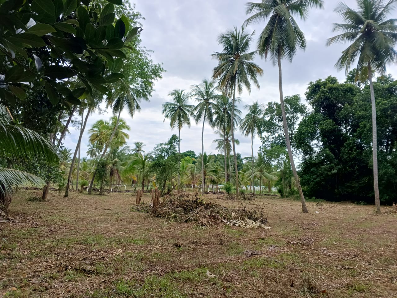 Land Image 2