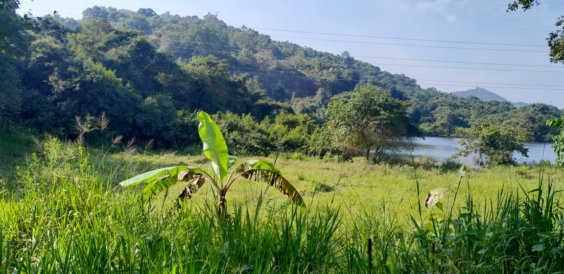 Land Image 2