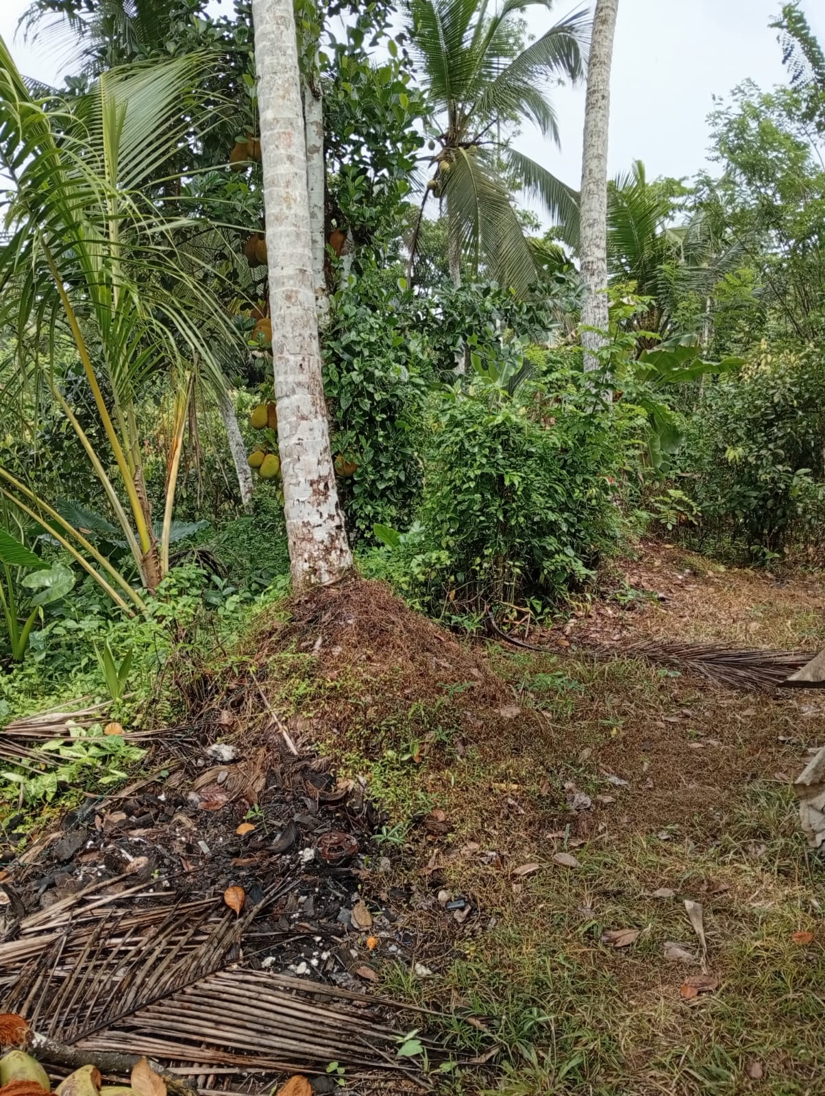 Land Sale in Panadura