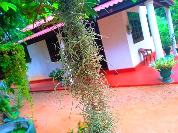 House Sale in Minneriya