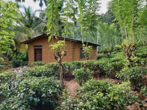 Tea Land with House